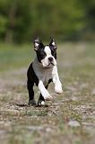BOSTON TERRIER 214
